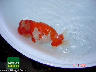 【ranchu-ranchu™】: All Japan Ranchu Show 2007, 52nd AJRS, Hibiya Park, Tokyo